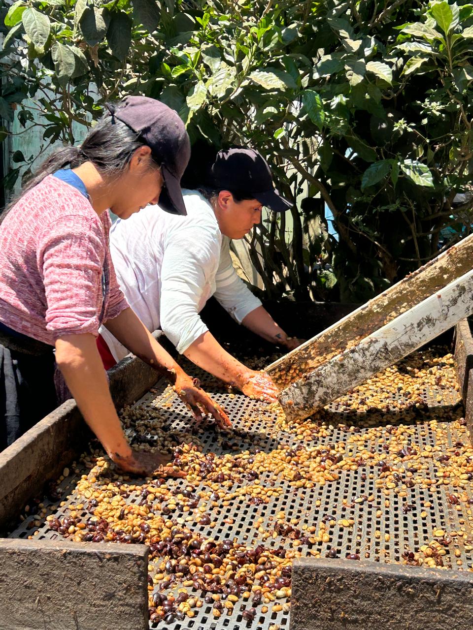 Don Justo - Pacamara Honey