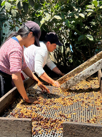 Don Justo - Pacamara Honey