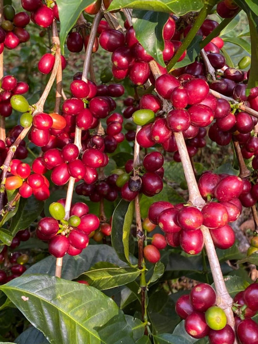 Summit Specialty Coffee Panama - Geisha - Finca La Fortuna Lot#22