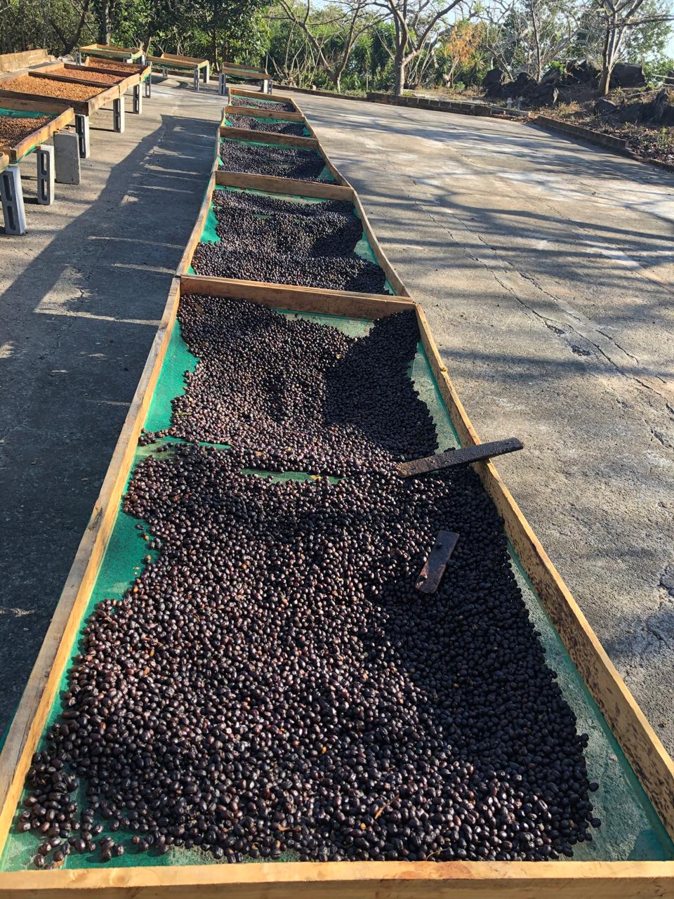 Don Justo - Pacamara Natural