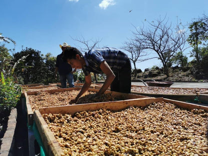 Don Justo - Pacamara Honey