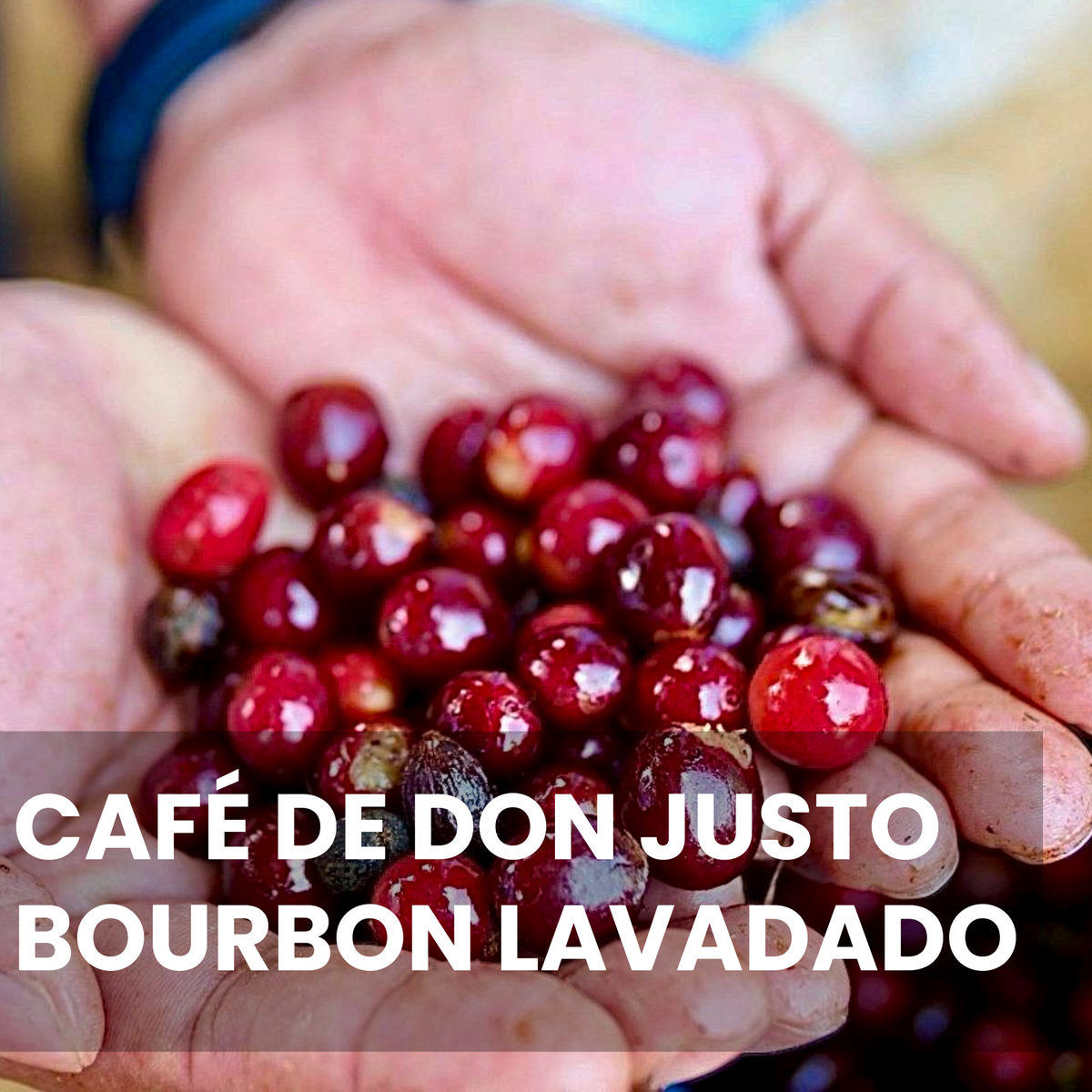 Don Justo - Bourbon Lavado