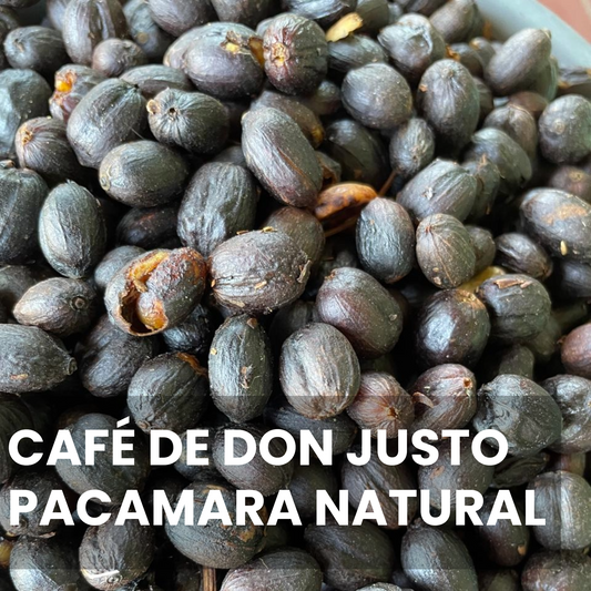 Don Justo - Pacamara Natural