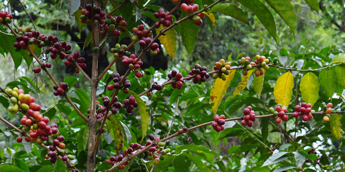 Finca La Hermosa, Guatemala