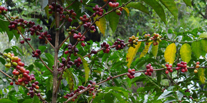 Finca La Hermosa, Guatemala