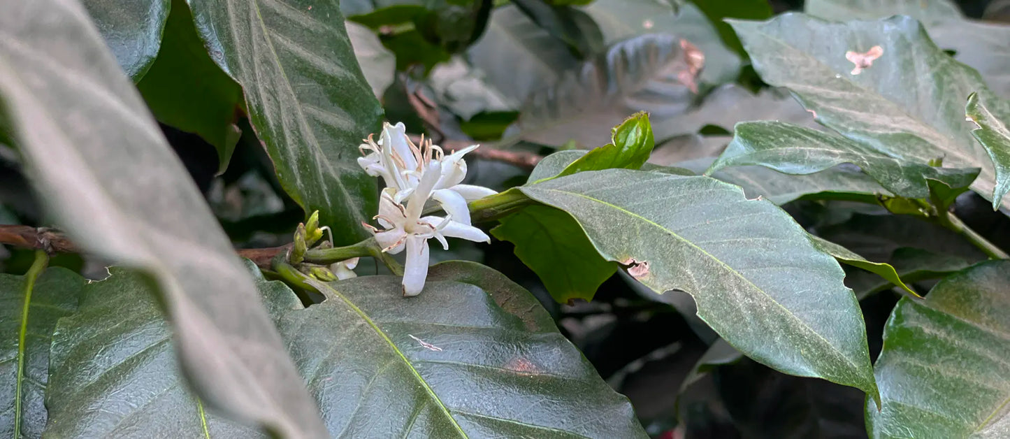 Finca La Hermosa, Guatemala