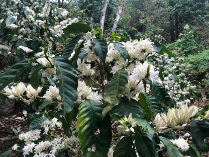 Don Justo - Pacamara Natural