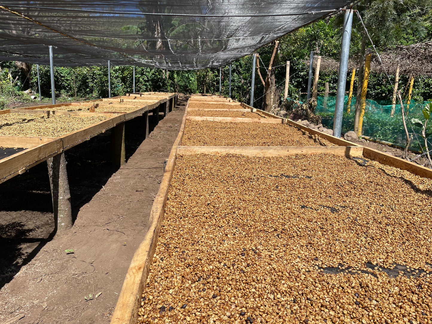 Don Justo - Pacamara Honey