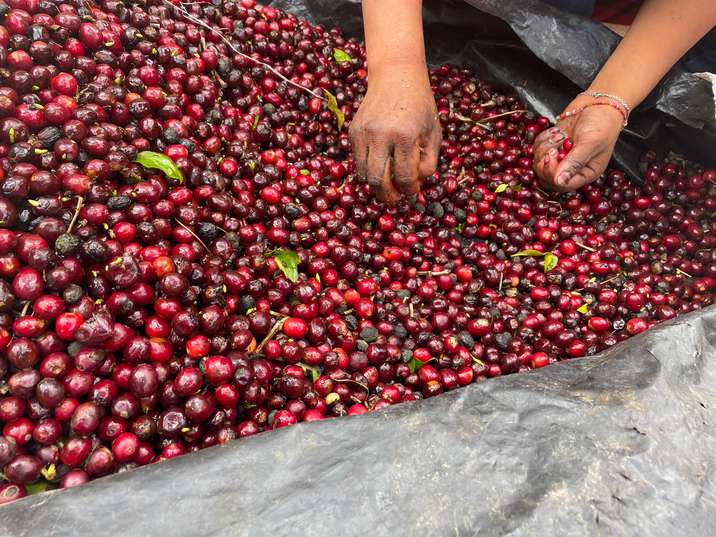Don Justo - Pacamara Honey